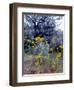 Wildflowers and Sage, Eastern Washington, USA-William Sutton-Framed Photographic Print