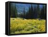 Wildflowers and Trees, Wasatch-Cache National Forest, Utah, USA-Scott T^ Smith-Framed Stretched Canvas