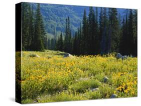 Wildflowers and Trees, Wasatch-Cache National Forest, Utah, USA-Scott T^ Smith-Stretched Canvas