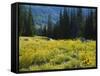 Wildflowers and Trees, Wasatch-Cache National Forest, Utah, USA-Scott T^ Smith-Framed Stretched Canvas