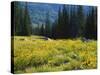 Wildflowers and Trees, Wasatch-Cache National Forest, Utah, USA-Scott T^ Smith-Stretched Canvas