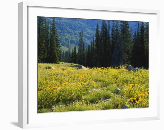 Wildflowers and Trees, Wasatch-Cache National Forest, Utah, USA-Scott T^ Smith-Framed Photographic Print