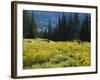 Wildflowers and Trees, Wasatch-Cache National Forest, Utah, USA-Scott T^ Smith-Framed Photographic Print