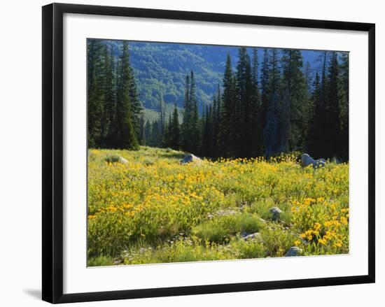 Wildflowers and Trees, Wasatch-Cache National Forest, Utah, USA-Scott T^ Smith-Framed Photographic Print