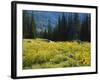 Wildflowers and Trees, Wasatch-Cache National Forest, Utah, USA-Scott T^ Smith-Framed Photographic Print