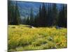 Wildflowers and Trees, Wasatch-Cache National Forest, Utah, USA-Scott T^ Smith-Mounted Photographic Print
