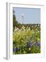 Wildflowers and Windmill in Texas Hill Country, Texas, USA-Larry Ditto-Framed Photographic Print