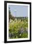 Wildflowers and Windmill in Texas Hill Country, Texas, USA-Larry Ditto-Framed Photographic Print