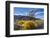 Wildflowers, Anza Borrego Desert State Park, California-Zandria Muench Beraldo-Framed Photographic Print