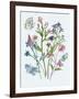 Wildflowers Arrangements I-Melissa Wang-Framed Art Print