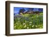 Wildflowers at Charmlee Wilderness Park in the Santa Monica Mountains, Malibu, California, USA.-Russ Bishop-Framed Photographic Print