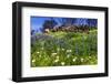 Wildflowers at Charmlee Wilderness Park in the Santa Monica Mountains, Malibu, California, USA.-Russ Bishop-Framed Photographic Print