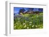 Wildflowers at Charmlee Wilderness Park in the Santa Monica Mountains, Malibu, California, USA.-Russ Bishop-Framed Photographic Print