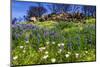 Wildflowers at Charmlee Wilderness Park in the Santa Monica Mountains, Malibu, California, USA.-Russ Bishop-Mounted Photographic Print