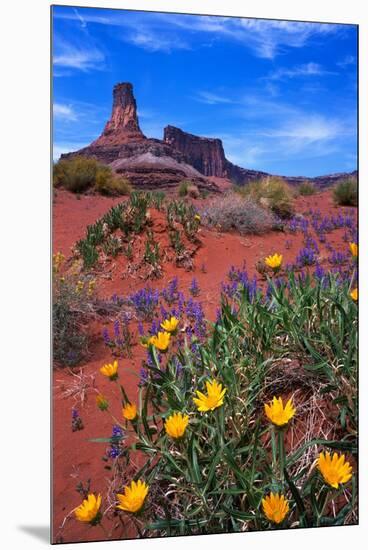 Wildflowers at Dead Horse Point-Paul Souders-Mounted Premium Photographic Print