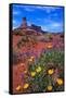 Wildflowers at Dead Horse Point-Paul Souders-Framed Stretched Canvas