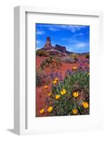 Wildflowers at Dead Horse Point-Paul Souders-Framed Photographic Print