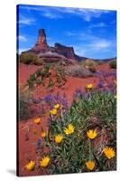 Wildflowers at Dead Horse Point-Paul Souders-Stretched Canvas