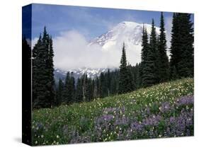 Wildflowers at Paradise Meadow-James Randklev-Stretched Canvas