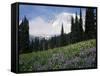 Wildflowers at Paradise Meadow-James Randklev-Framed Stretched Canvas