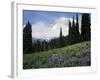 Wildflowers at Paradise Meadow-James Randklev-Framed Photographic Print