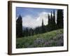 Wildflowers at Paradise Meadow-James Randklev-Framed Photographic Print