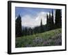 Wildflowers at Paradise Meadow-James Randklev-Framed Photographic Print