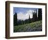 Wildflowers at Paradise Meadow-James Randklev-Framed Photographic Print