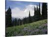 Wildflowers at Paradise Meadow-James Randklev-Stretched Canvas