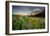 Wildflowers At Peak Season In Albion Basin-Lindsay Daniels-Framed Photographic Print