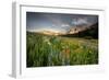 Wildflowers At Peak Season In Albion Basin-Lindsay Daniels-Framed Photographic Print