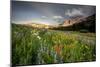 Wildflowers At Peak Season In Albion Basin-Lindsay Daniels-Mounted Photographic Print