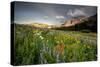 Wildflowers At Peak Season In Albion Basin-Lindsay Daniels-Stretched Canvas