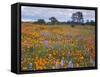 Wildflowers, Avenales Wildlife Area, Santa Margarita, California, USA-Charles Gurche-Framed Stretched Canvas