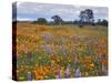 Wildflowers, Avenales Wildlife Area, Santa Margarita, California, USA-Charles Gurche-Stretched Canvas