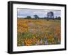 Wildflowers, Avenales Wildlife Area, Santa Margarita, California, USA-Charles Gurche-Framed Premium Photographic Print