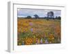 Wildflowers, Avenales Wildlife Area, Santa Margarita, California, USA-Charles Gurche-Framed Premium Photographic Print