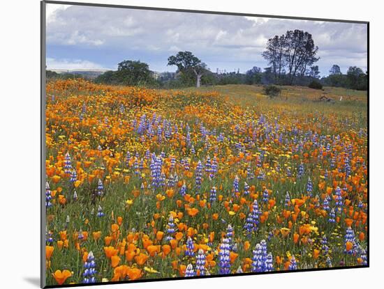 Wildflowers, Avenales Wildlife Area, Santa Margarita, California, USA-Charles Gurche-Mounted Premium Photographic Print