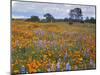 Wildflowers, Avenales Wildlife Area, Santa Margarita, California, USA-Charles Gurche-Mounted Premium Photographic Print