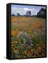 Wildflowers, Avenales Wildlife Area, Santa Margarita, California, USA-Charles Gurche-Framed Stretched Canvas