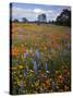 Wildflowers, Avenales Wildlife Area, Santa Margarita, California, USA-Charles Gurche-Stretched Canvas