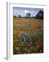 Wildflowers, Avenales Wildlife Area, Santa Margarita, California, USA-Charles Gurche-Framed Photographic Print