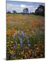 Wildflowers, Avenales Wildlife Area, Santa Margarita, California, USA-Charles Gurche-Mounted Photographic Print