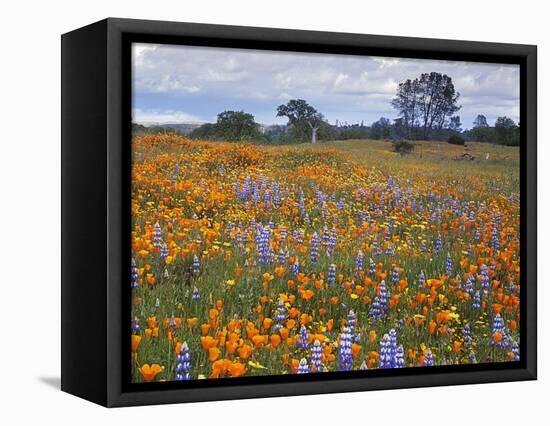 Wildflowers, Avenales Wildlife Area, Santa Margarita, California, USA-Charles Gurche-Framed Stretched Canvas