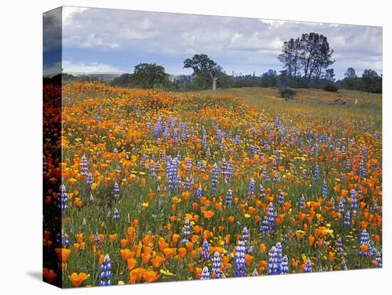 Wildflowers, Avenales Wildlife Area, Santa Margarita, California, USA-Charles Gurche-Stretched Canvas