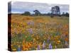 Wildflowers, Avenales Wildlife Area, Santa Margarita, California, USA-Charles Gurche-Stretched Canvas