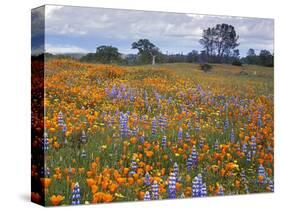 Wildflowers, Avenales Wildlife Area, Santa Margarita, California, USA-Charles Gurche-Stretched Canvas