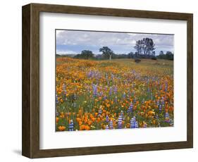 Wildflowers, Avenales Wildlife Area, Santa Margarita, California, USA-Charles Gurche-Framed Photographic Print