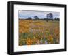 Wildflowers, Avenales Wildlife Area, Santa Margarita, California, USA-Charles Gurche-Framed Photographic Print