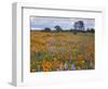 Wildflowers, Avenales Wildlife Area, Santa Margarita, California, USA-Charles Gurche-Framed Photographic Print